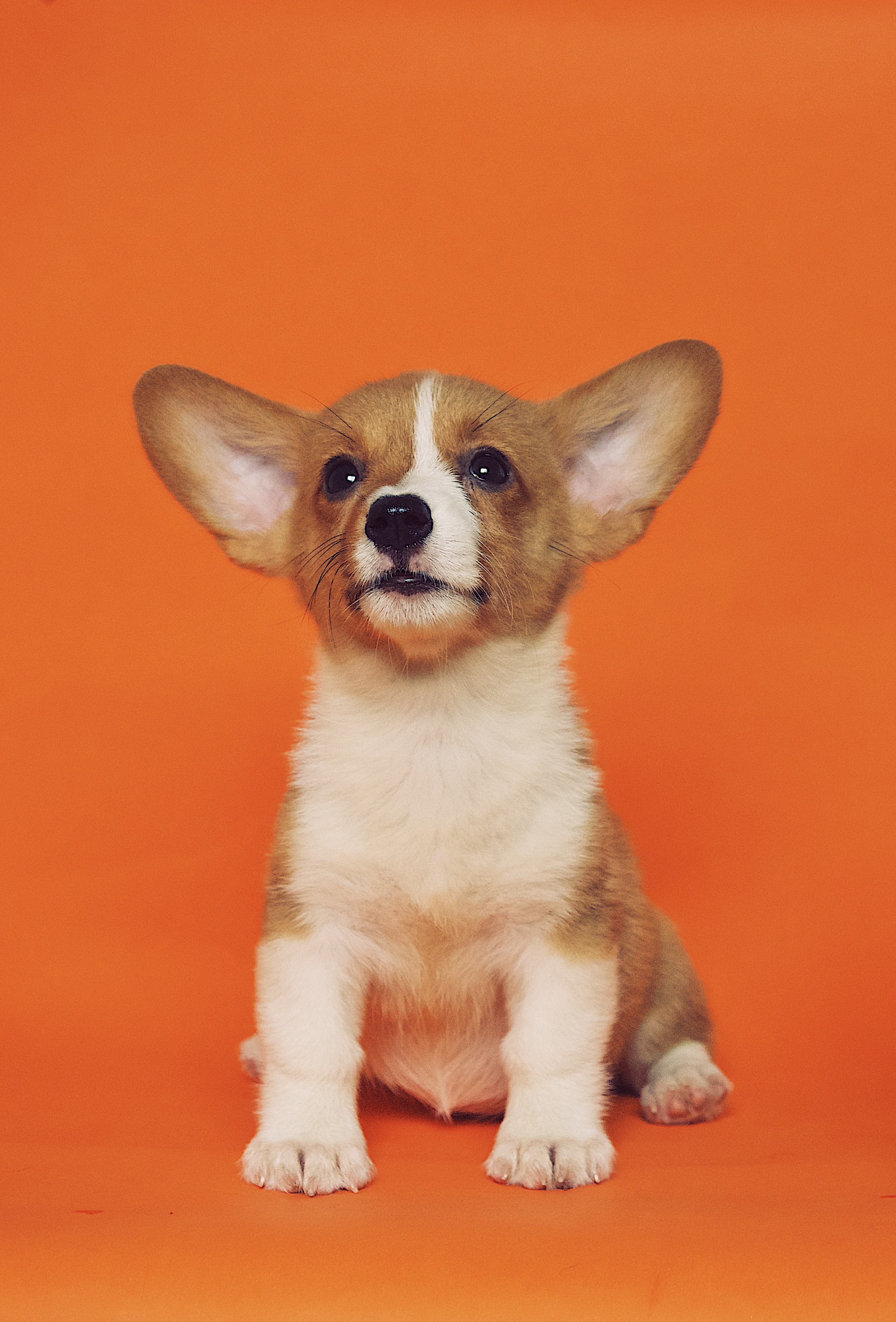 Corgi Puppy Image